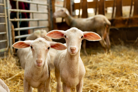 Adorables agneaux dans une &eacute;table, b&eacute;b&eacute;s animaux, animaux de la ferme, nature, brebis
