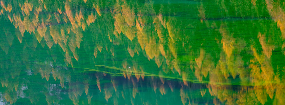Reflection of autumn trees in the green water of a lake, creating an abstract, painterly effect. Valagola Lake,Adamello Brenta Natural Park,Stenico,Trentino,Italy