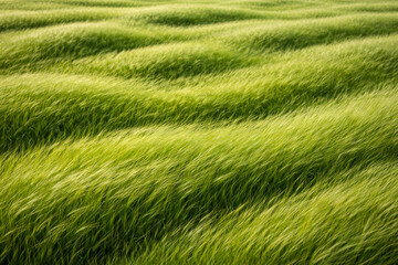 Naklejka premium Lush green grass waves swaying gently in the breeze