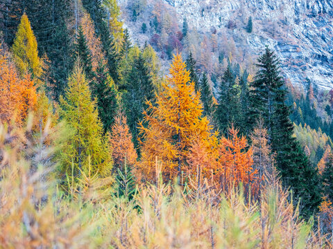 Autumnal trees in shades of yellow, orange, and green stand before a rocky mountain face. Genova vallery,Adamello Brenta Natural Park,Strembo,Trentino,Italy