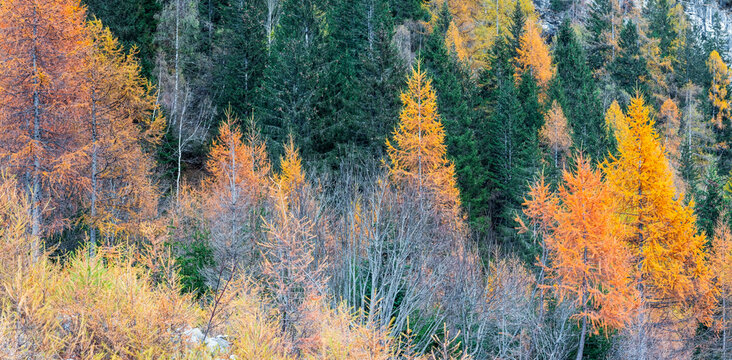 A panoramic view of a forest with trees in varying shades of green and orange, some with bare branches. Genova vallery,Adamello Brenta Natural Park,Strembo,Trentino,Italy