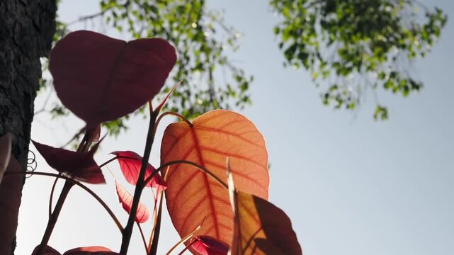 Pipal tree banyan sprout new leaves and shoots during the leaf-shedding period