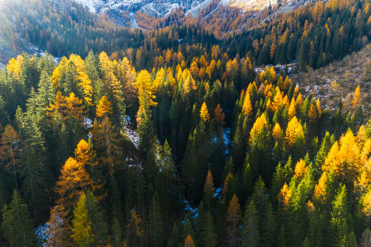Aerial view of a forest with green and yellow trees, and snow-capped mountains in the background. Malga Bedole,Adamello Brenta Natural Park,Strembo,Trentino,Italy