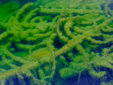 Underwater view of submerged branches covered in bright green algae. Valagola Lake,Adamello Brenta Natural Park,Stenico,Trentino,Italy