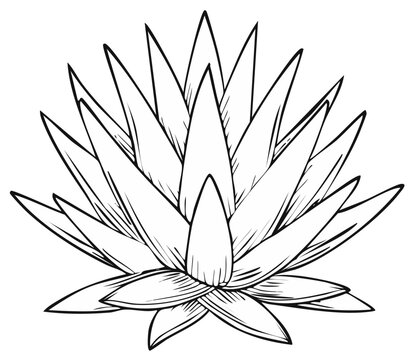 Hand Drawn Agave Plant Illustration for Coloring Books Botanical Outline and Desert Flora Artwork