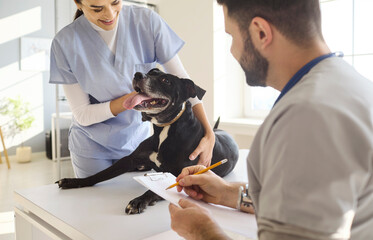 Veterinarian doctor and nurse examine dog at clinic. Routine exam and checkup ensure pet health...