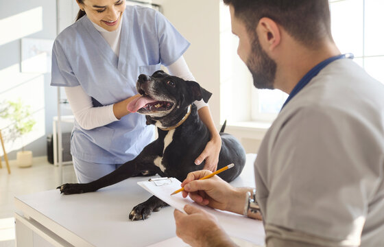 Veterinarian doctor and nurse examine dog at clinic. Routine exam and checkup ensure pet health with professional care. Team updates patient records. Trusted veterinary pet care concept.