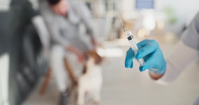 Veterinarian shows syringe and vaccine for dog. Blue gloves indicate sterile readiness for injection as the owner comforts a beagle in the clinic. Ideal for pet care. Core pet shot care idea.