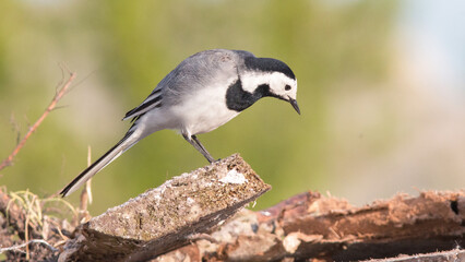 blue tit parus major © lazalnik