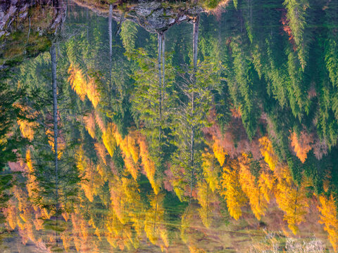 Reflection of autumn trees in a lake, creating an upside-down forest effect. Green and gold foliage is mirrored in the water. Valagola Lake,Adamello Brenta Natural Park,Stenico,Trentino,Italy