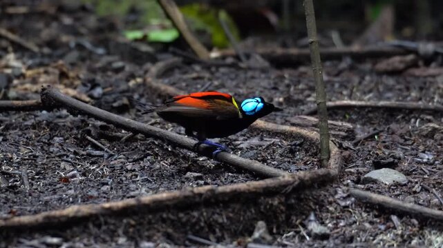 Wilson's bird-of-paradise (Cicinnurus respublica) male calling on forest floor, Waigeo Island, Raja Ampat, West Papua, Indonesia. Rare endemic bird-of-paradise species from New Guinea.
