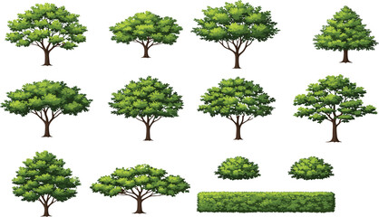 Fototapeta premium Collection of green leafy trees shrubs and hedge elements isolated on white detailed nature landscape botanical vector illustration set pack
