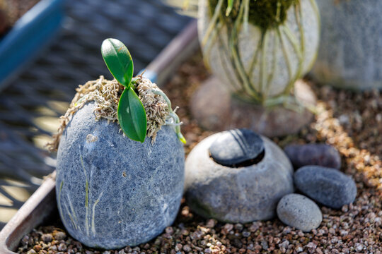 Young Sedirea Japonica (East Asian Aerides) with Green Leaves on a Rock