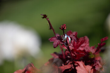 Wedding Rings on Red Leaves in Garden
