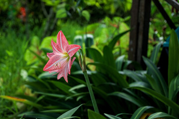 Natural Beautiful Pink Amaryllis Lily Flower Blossom with Green Foliage