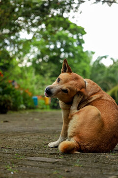 Outdoor Medium Shot of a Domestic Dog Scratching Itself in Park