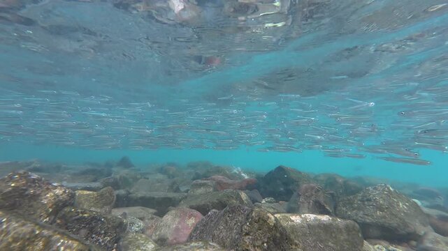 Hundreds of tiny fish creating dynamic patterns as they swim in unison through open blue water.