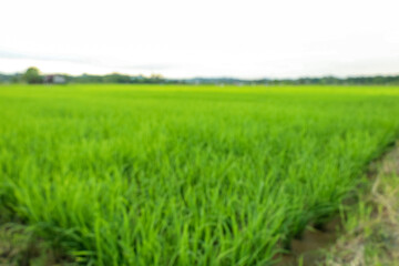Obraz premium Abstract Blurry Green Rice Field Paddy Landscape Agriculture Nature Background