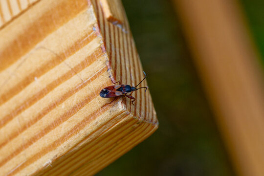 Eremocoris abietis Wanze	