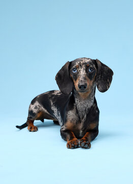 A dachshund lies on the floor with relaxed front legs stretched out. The light blue background adds a cool atmosphere.