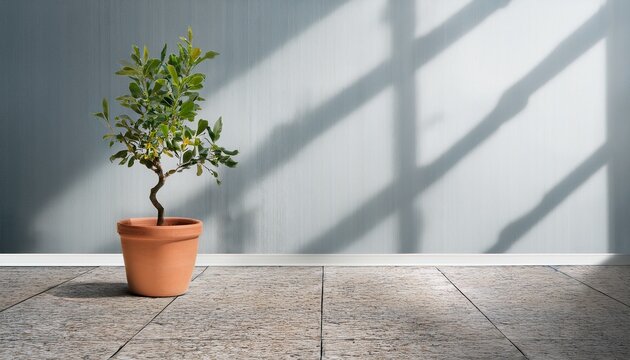 empty room clay pot with tree on granite floor