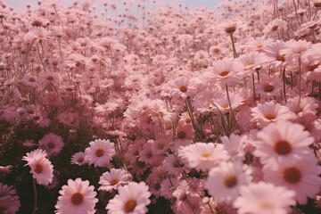 Fototapeta premium Daisy PINK field background backgrounds outdoors blossom.