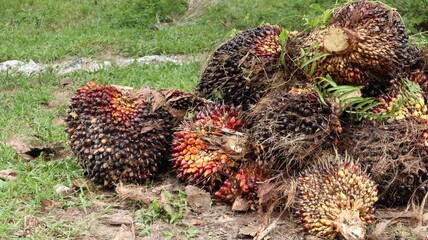 close up of oil palm fruit that has been harvested