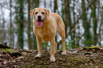 Labrador standing portrait in woodland