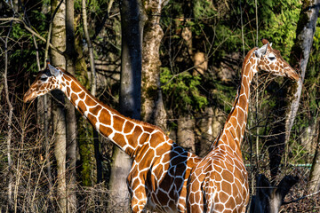The giraffe, Giraffa camelopardalis is an African mammal © rudiernst