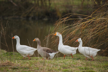 Obraz premium Geese walking in single file along pond bank
