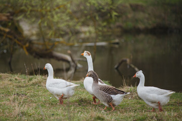 Obraz premium Geese walking on grass near pond water