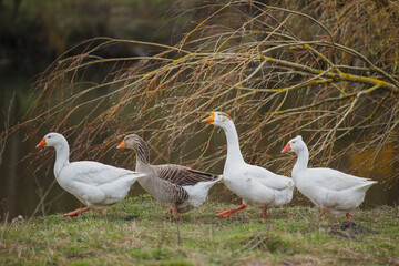 Obraz premium Four domestic geese walking along green grass