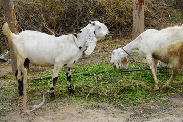 Obraz premium White Goats Eating Green Fodder Farm Rural Village Pakistan 4K HD Ultra image