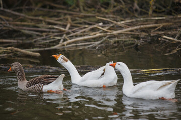Three geese swimming in water on a pond