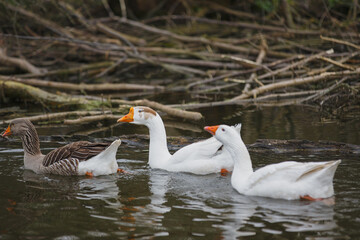 Obraz premium Geese swimming peacefully in outdoor pond water