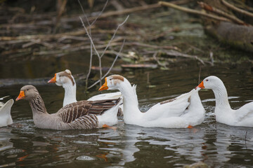 Obraz premium Geese swimming in pond water farm animals