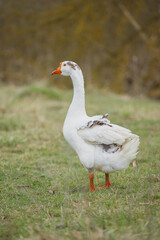 Obraz premium Domestic goose standing on grass in rural setting