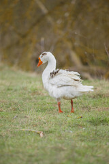 Obraz premium White domestic goose standing in green grass field