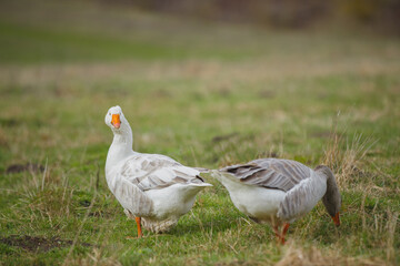 Obraz premium White goose looking curiously at viewer in field