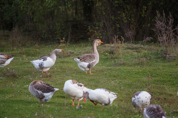 Obraz premium Domestic geese on green pasture
