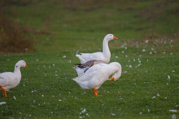 Obraz premium Domestic goose flock walking on green grass