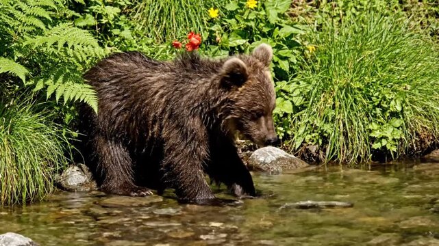 A majestic grizzly brown bear sits in a forest lake, a powerful wildlife predator and large mammal native to the Alaskan wilderness