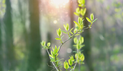 young tree with gentle small green leaves, forest nature sunny abstract background. freshness landscape with new spring tree foliage. beautiful peaceful nature image. spring season