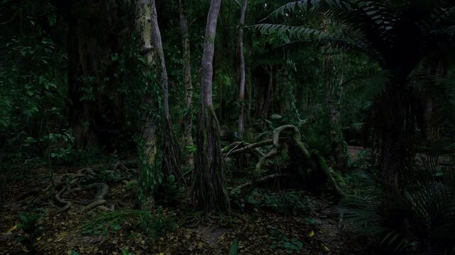Hidden rainforest glade filled with lush ferns and filtered sunlight, small clearing beneath dense canopy, vibrant greens and serene quiet ideal for retreat