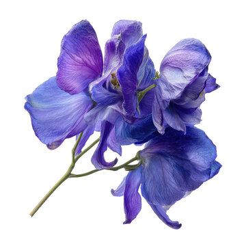 Close-up of delicate purple and blue flower with a curved stem against a black background