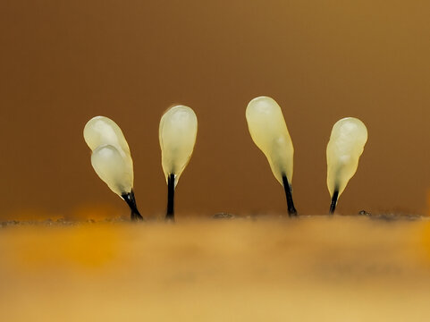 Schleimpilz, Myxomycete