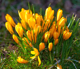 Fototapeta premium Orange, nature and flowers in garden with grass for spring aesthetic, environment and growth. Natural, background and Crocus petals with blossom, floral and bloom for decoration, color and outdoor