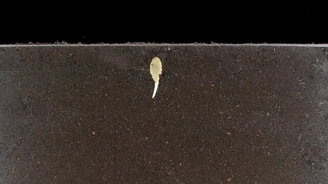 A courgette (Cucurbita pepo, zucchini) seed was placed in a rhizobox filled with soil to observe root and leaf growth, and was grown there for 18 days