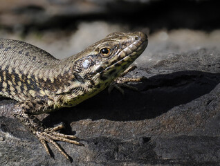Obraz premium Mauereidechse&nbsp;(Podarcis muralis) 