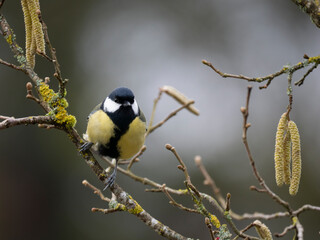 Obraz premium Kohlmeise (Parus major) 